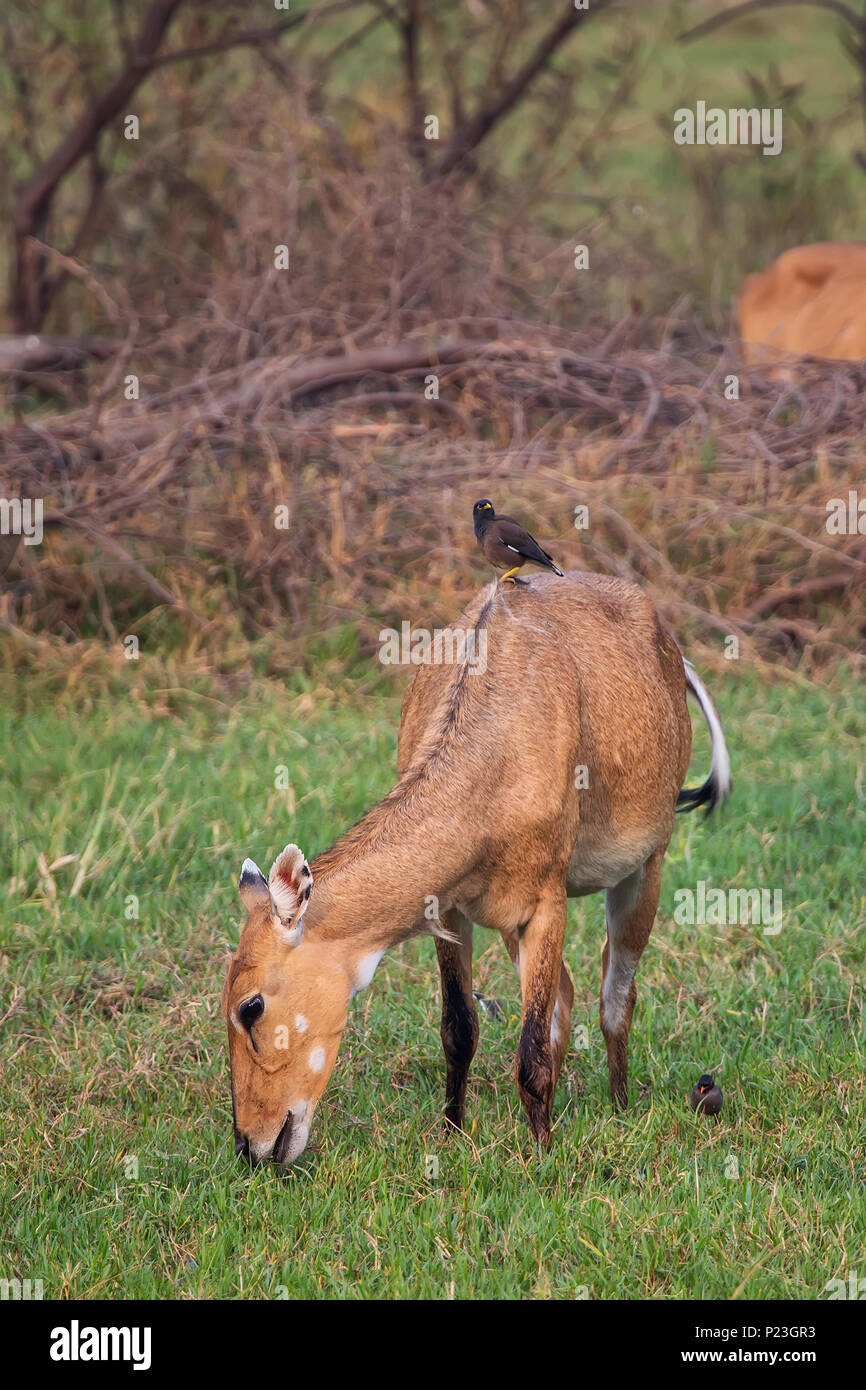 Female Nilgai with Brahminy myna sitting on her in Keoladeo National