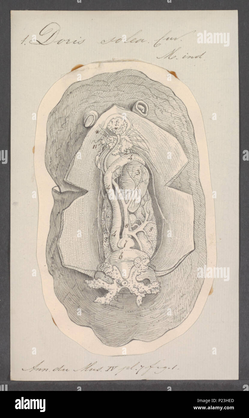 . Doris solea  84 Doris solea - - Print - Iconographia Zoologica - Special Collections University of Amsterdam - UBAINV0274 080 21 0027 Stock Photo