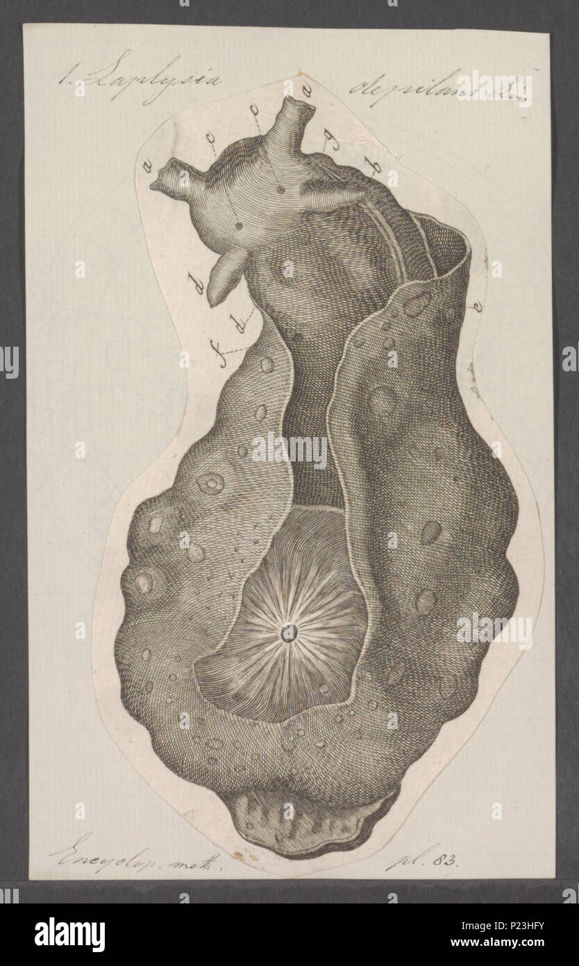 . Laplysia depilans  172 Laplysia depilans - - Print - Iconographia Zoologica - Special Collections University of Amsterdam - UBAINV0274 081 02 0004 Stock Photo