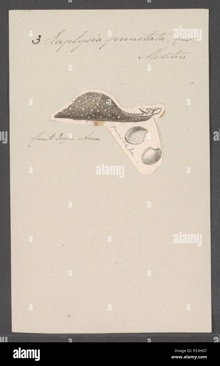 . Laplysia punctata  172 Laplysia punctata - - Print - Iconographia Zoologica - Special Collections University of Amsterdam - UBAINV0274 081 02 0007 Stock Photo