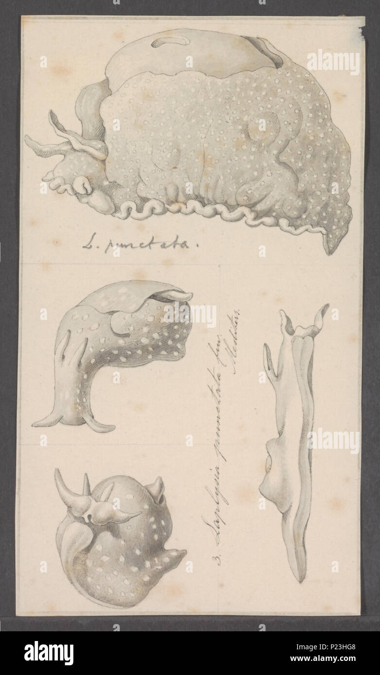 . Laplysia punctata  172 Laplysia punctata - - Print - Iconographia Zoologica - Special Collections University of Amsterdam - UBAINV0274 081 02 0008 Stock Photo