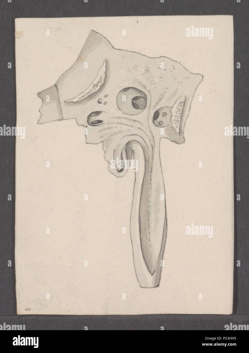 . Laplysia fasciata  172 Laplysia fasciata - - Print - Iconographia Zoologica - Special Collections University of Amsterdam - UBAINV0274 081 03 0005 Stock Photo