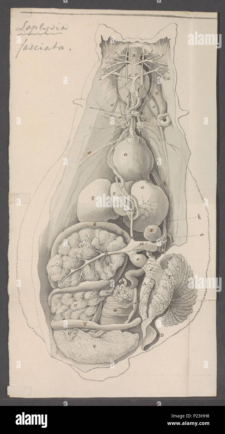 . Laplysia fasciata  172 Laplysia fasciata - - Print - Iconographia Zoologica - Special Collections University of Amsterdam - UBAINV0274 081 03 0006 Stock Photo