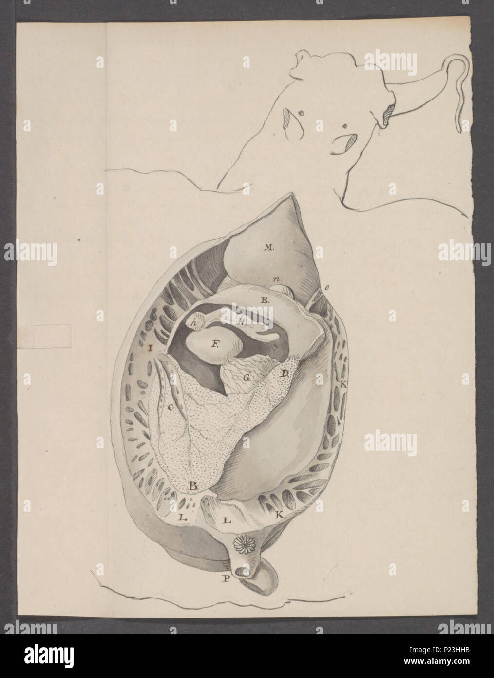 . Laplysia fasciata  172 Laplysia fasciata - - Print - Iconographia Zoologica - Special Collections University of Amsterdam - UBAINV0274 081 03 0009 Stock Photo