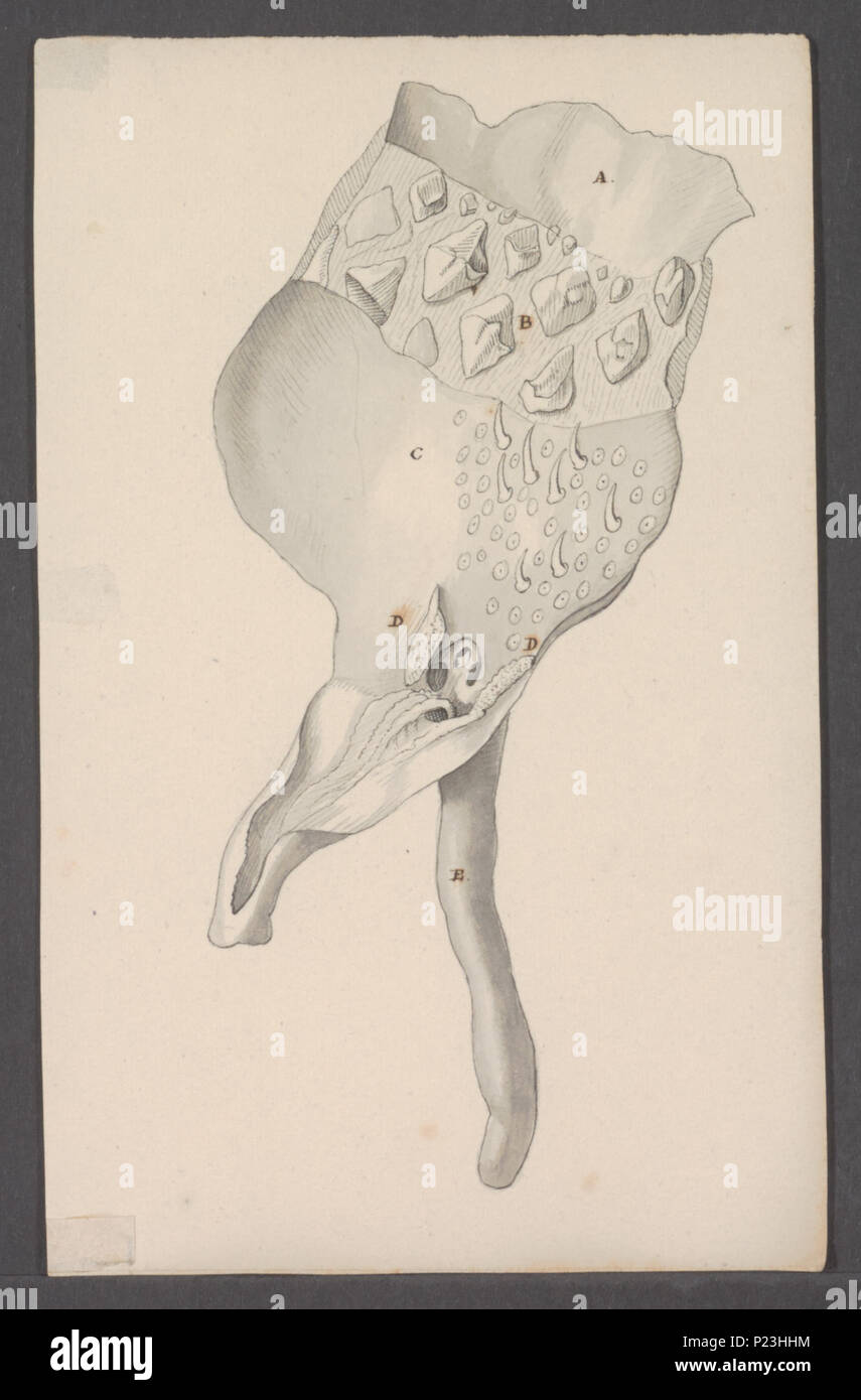 . Laplysia fasciata  172 Laplysia fasciata - - Print - Iconographia Zoologica - Special Collections University of Amsterdam - UBAINV0274 081 03 0011 Stock Photo