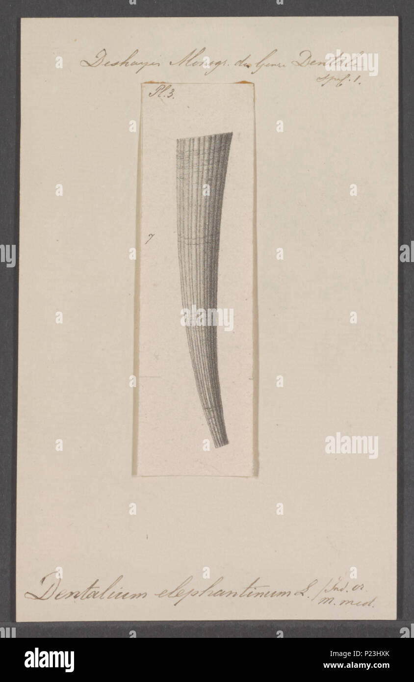 . Dentalium elephantinum  80 Dentalium elephantinum - - Print - Iconographia Zoologica - Special Collections University of Amsterdam - UBAINV0274 081 10 0044 Stock Photo