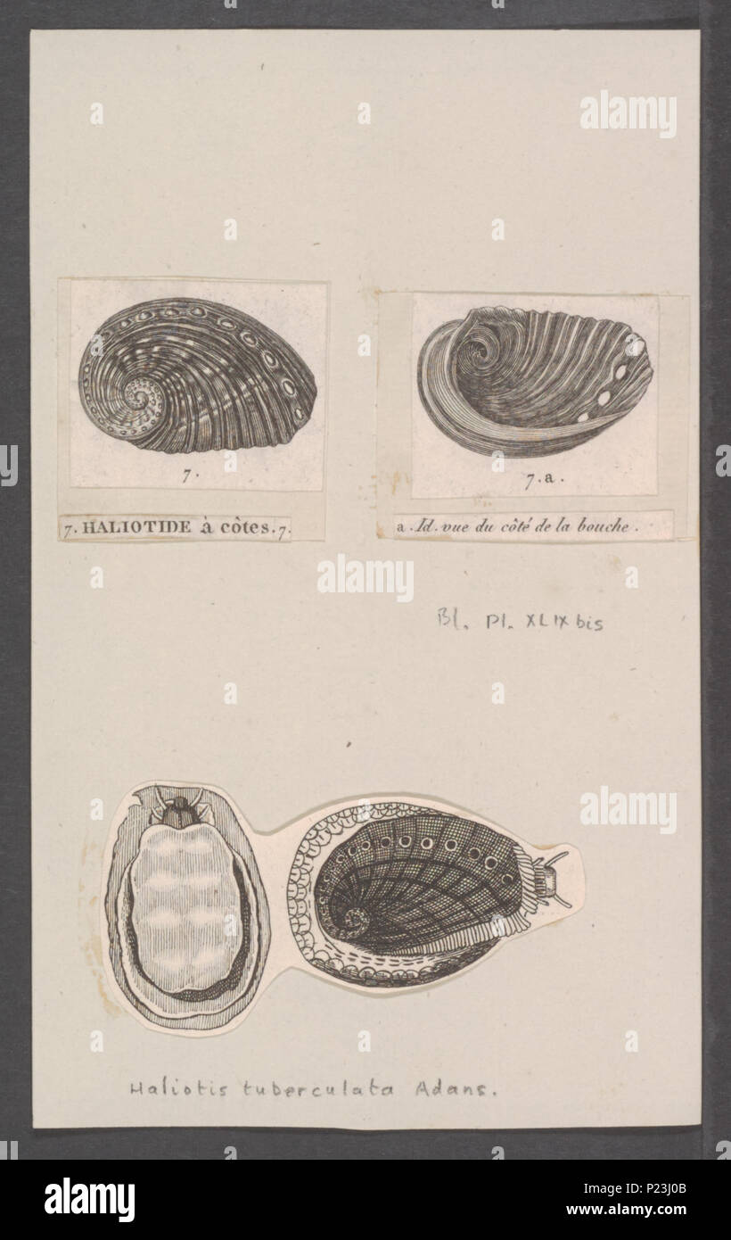 . Haliotis tuberculata  144 Haliotis tuberculata - - Print - Iconographia Zoologica - Special Collections University of Amsterdam - UBAINV0274 081 14 0014 Stock Photo