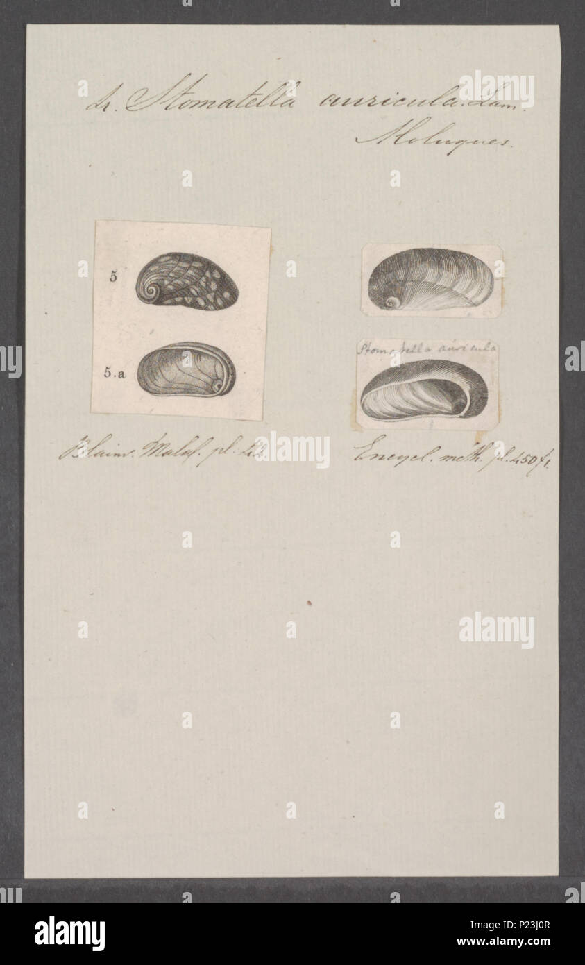. Stomatella auricula  297 Stomatella auricula - - Print - Iconographia Zoologica - Special Collections University of Amsterdam - UBAINV0274 081 15 0005 Stock Photo