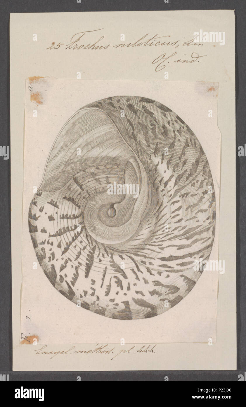 . Trochus niloticus  311 Trochus niloticus - - Print - Iconographia Zoologica - Special Collections University of Amsterdam - UBAINV0274 082 18 0007 Stock Photo