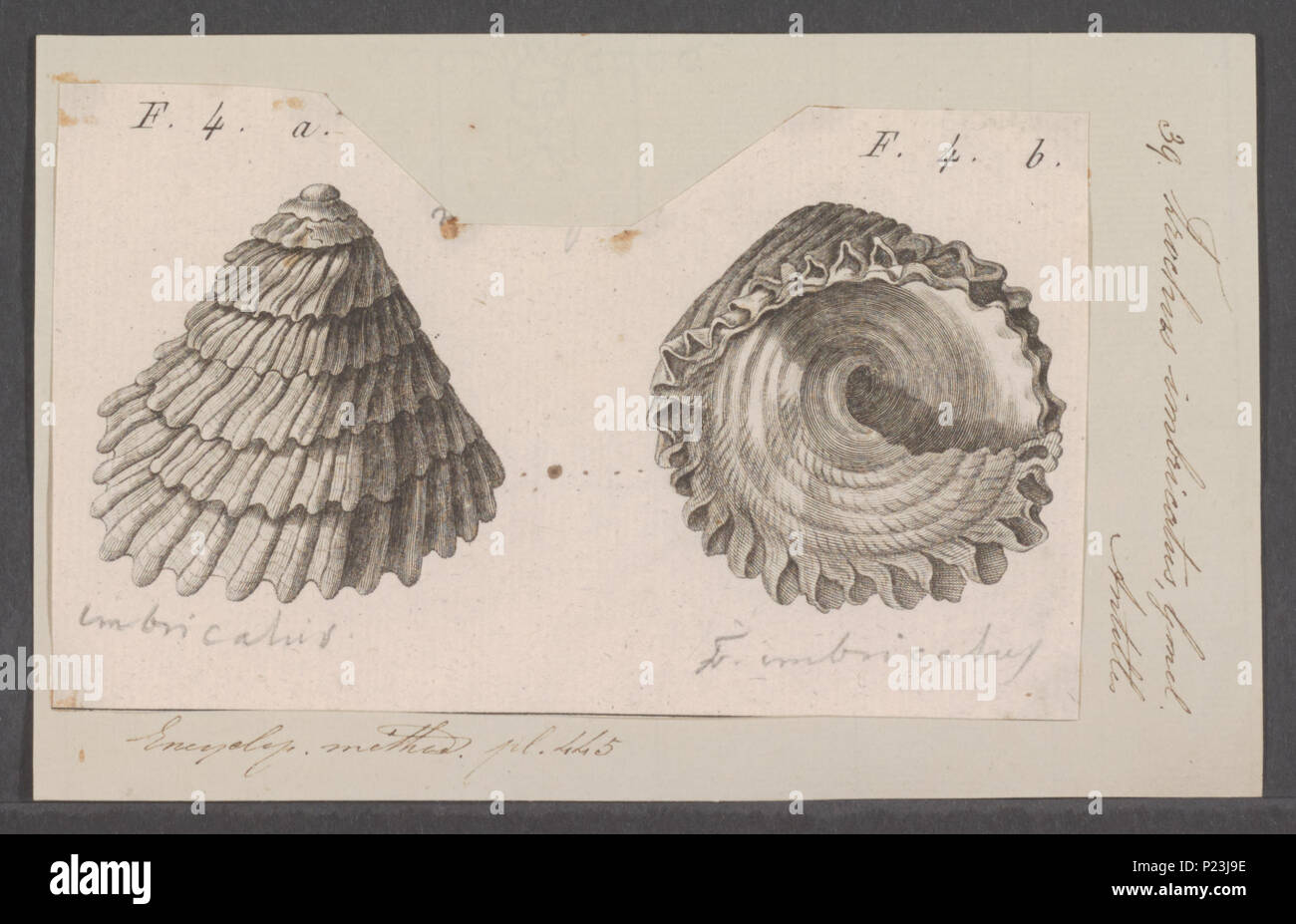 . Trochus imbricatus  311 Trochus imbricatus - - Print - Iconographia Zoologica - Special Collections University of Amsterdam - UBAINV0274 082 18 0017 Stock Photo