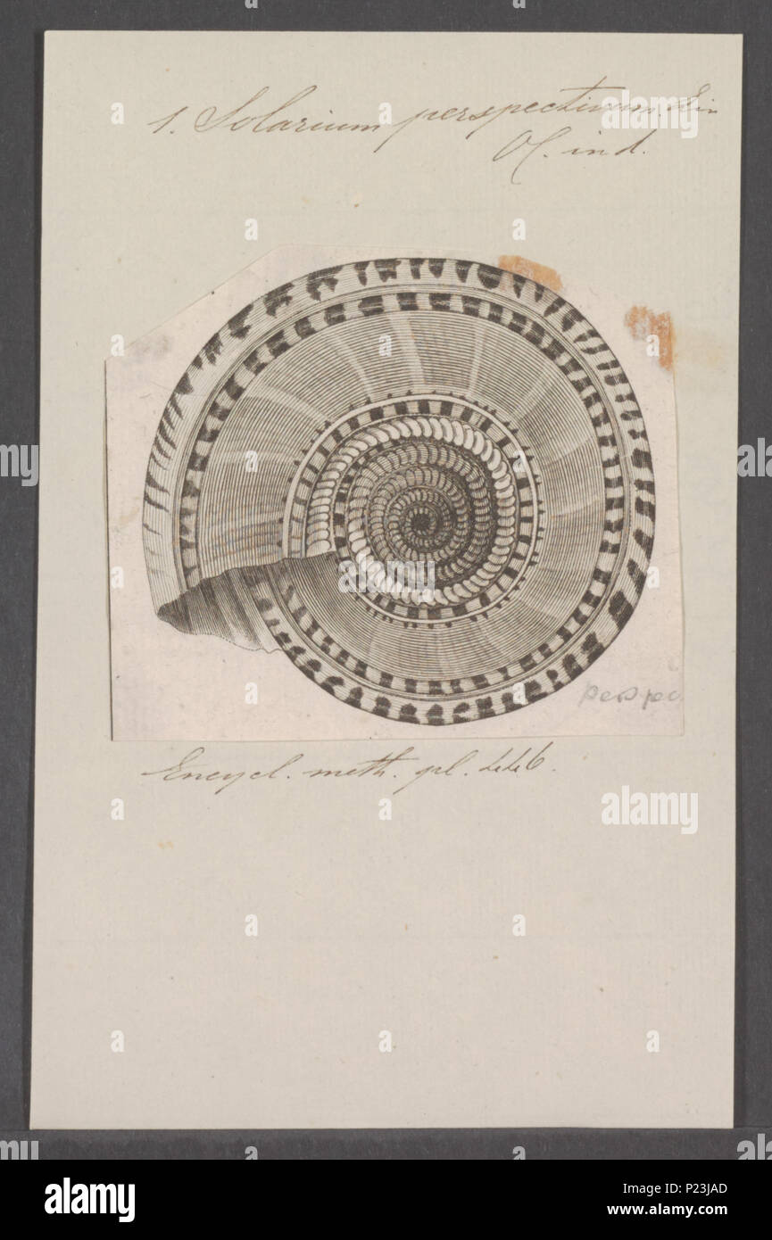 Antique zoology drawings hi-res stock photography and images - Alamy