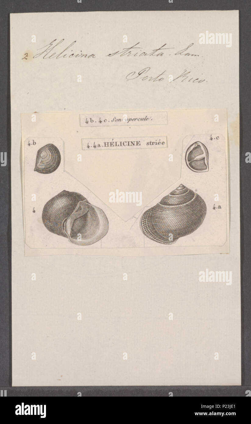 . Helicina striata  145 Helicina striata - - Print - Iconographia Zoologica - Special Collections University of Amsterdam - UBAINV0274 083 01 0004 Stock Photo