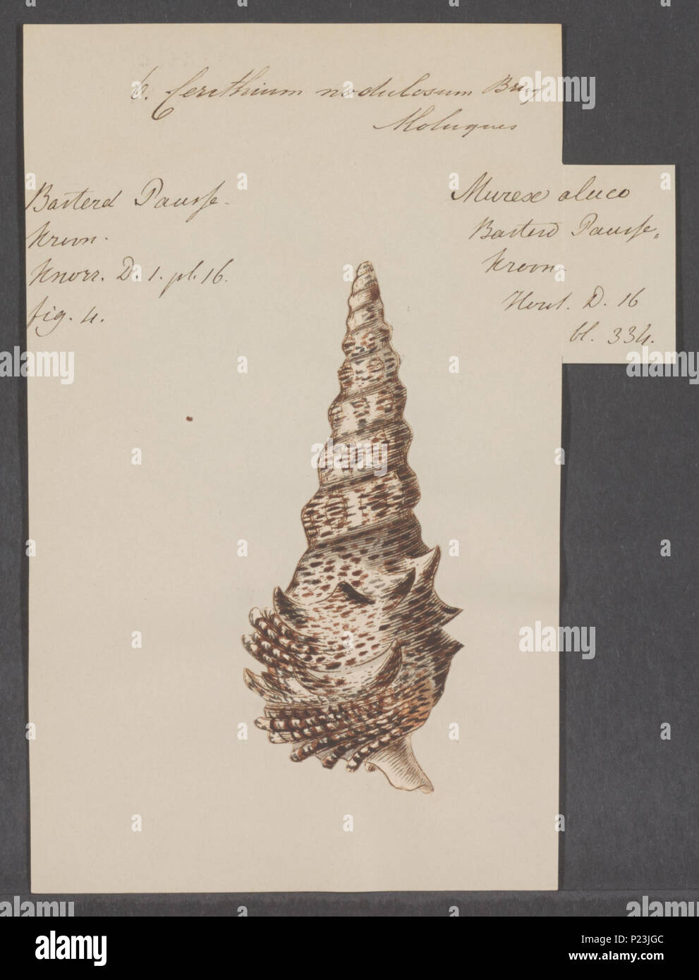 . Cerithium nodulosum  56 Cerithium nodulosum - - Print - Iconographia Zoologica - Special Collections University of Amsterdam - UBAINV0274 083 05 0008 Stock Photo