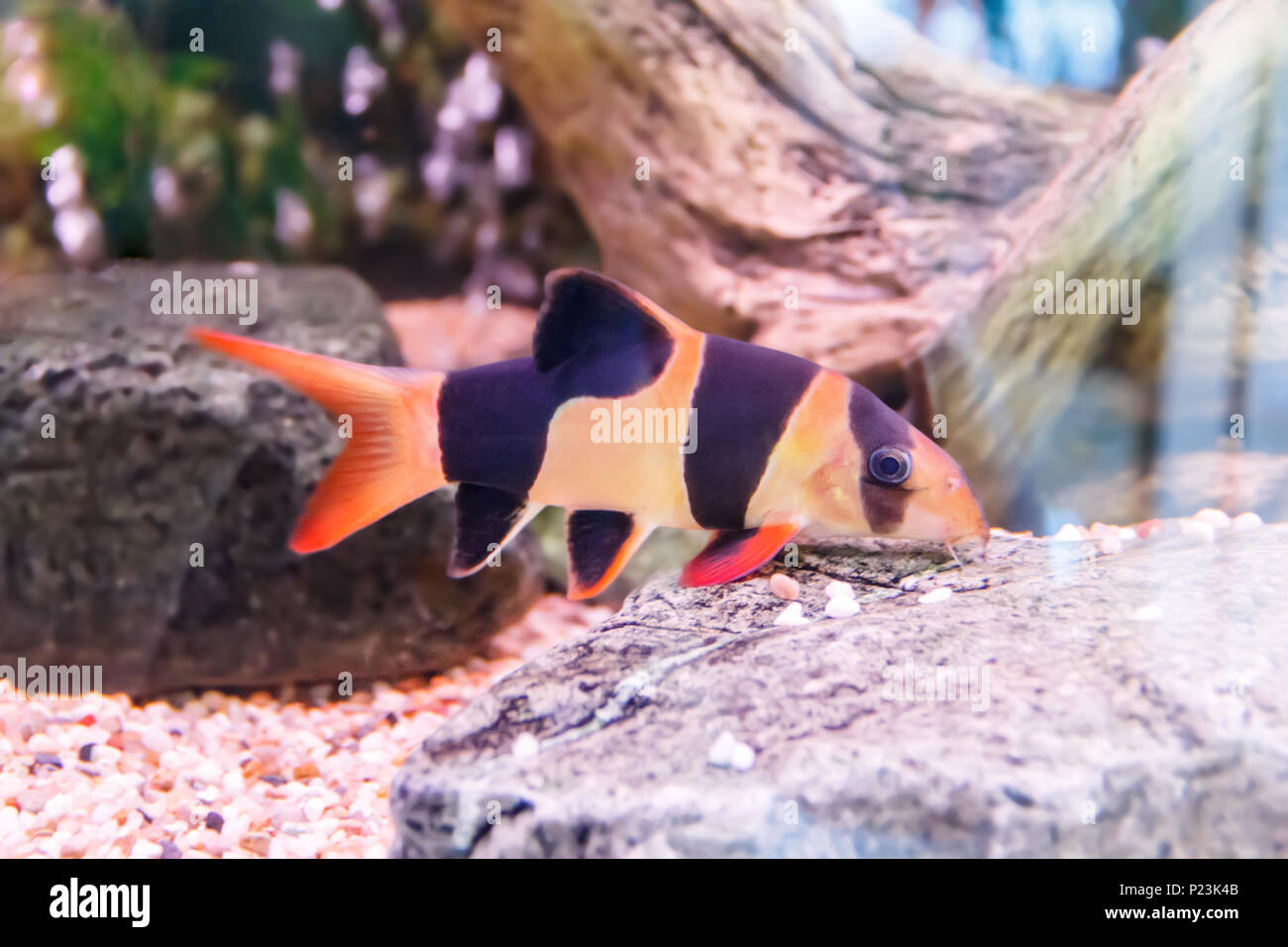 Horizontal photo of chromobotia macracanthus fish on aquarium bottom Stock Photo