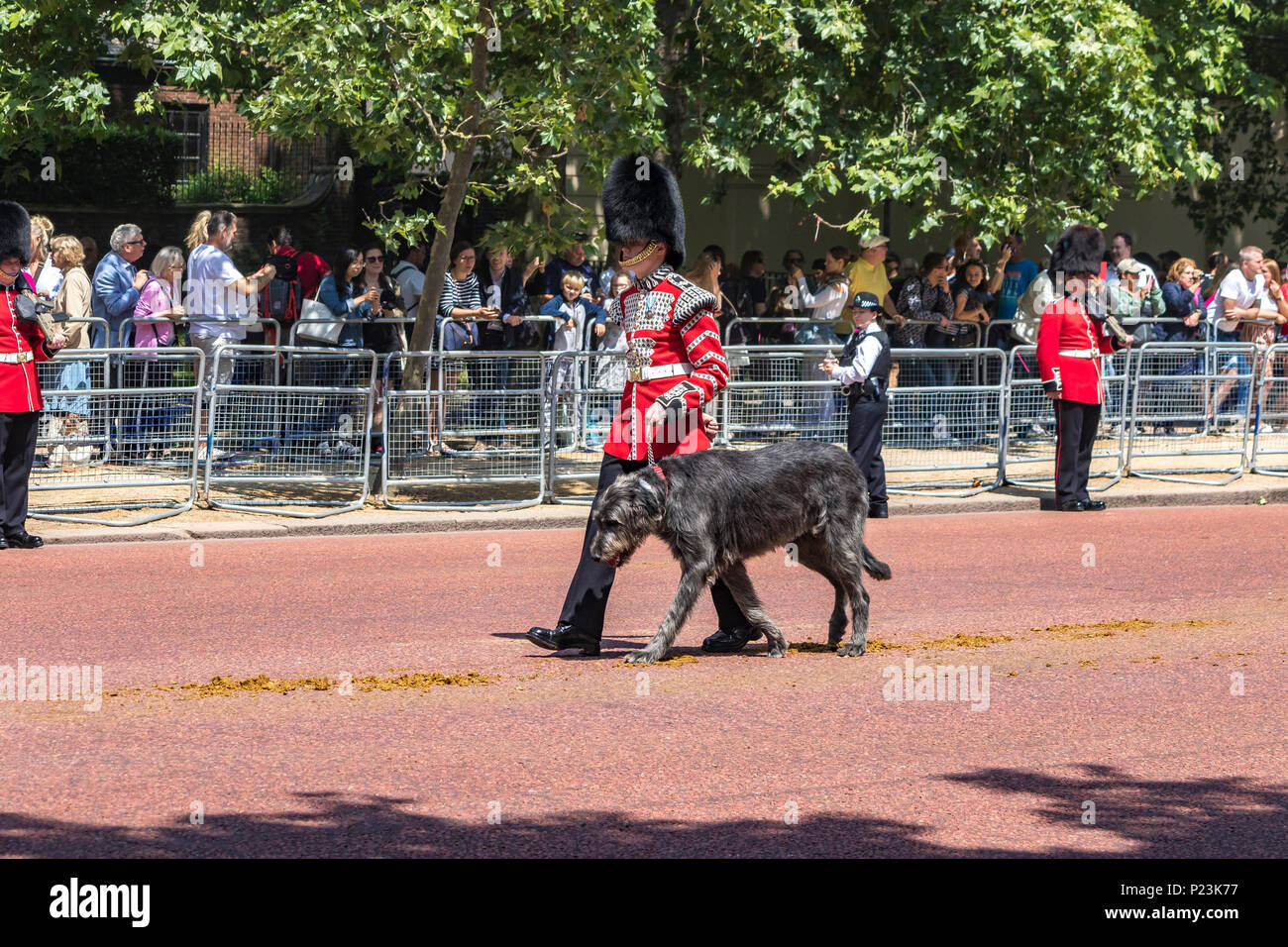 Domhnall an Irish Wolfhound and Mascot Of The Irish Guards ,walks down The Mall with his handler at Queens Birthday Parade ,London ,UK Stock Photo