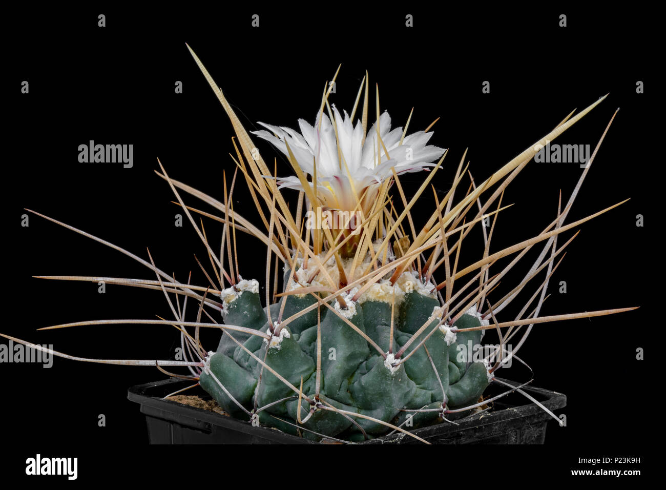 Thelocactus hi-res stock photography and images - Alamy