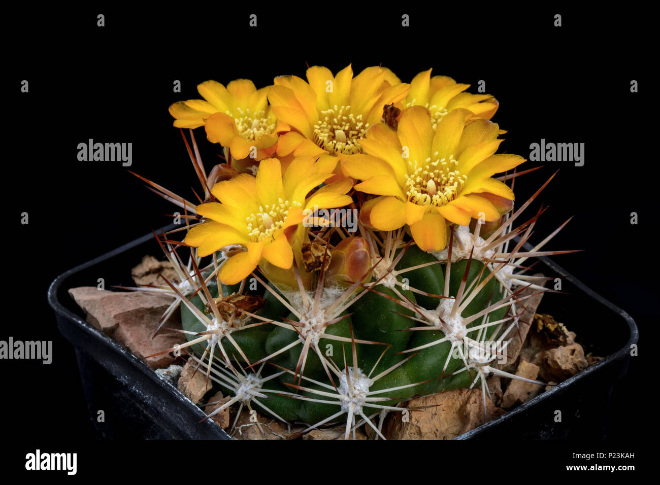 Cactus Weingartia with flower isolated on Black Stock Photo