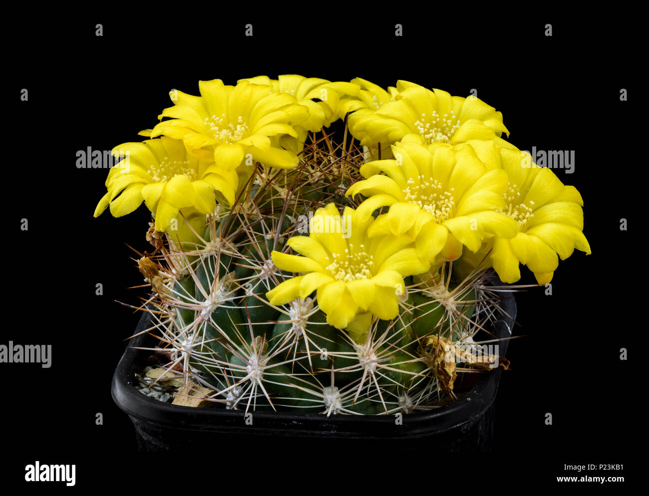 Cactus Weingartia pruinosa with flower isolated on Black Stock Photo