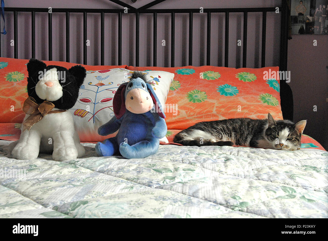 two dogs rag and a cat on a bed Stock Photo - Alamy