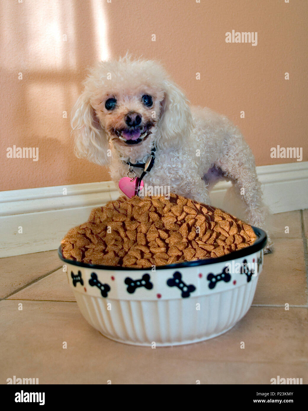 Series of 5 images  Small dog Possessive of large bowl of too much food   © Myrleen Pearson......Ferguson Cate Stock Photo