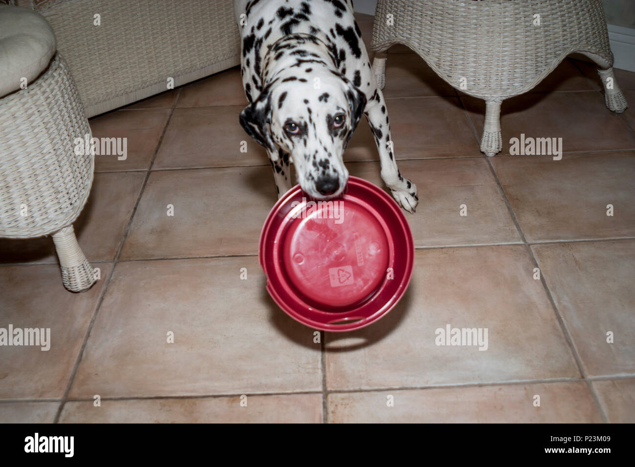 Dog carrying dog food dish bowl MR © Myrleen Pearson.....Ferguson Cate Stock Photo