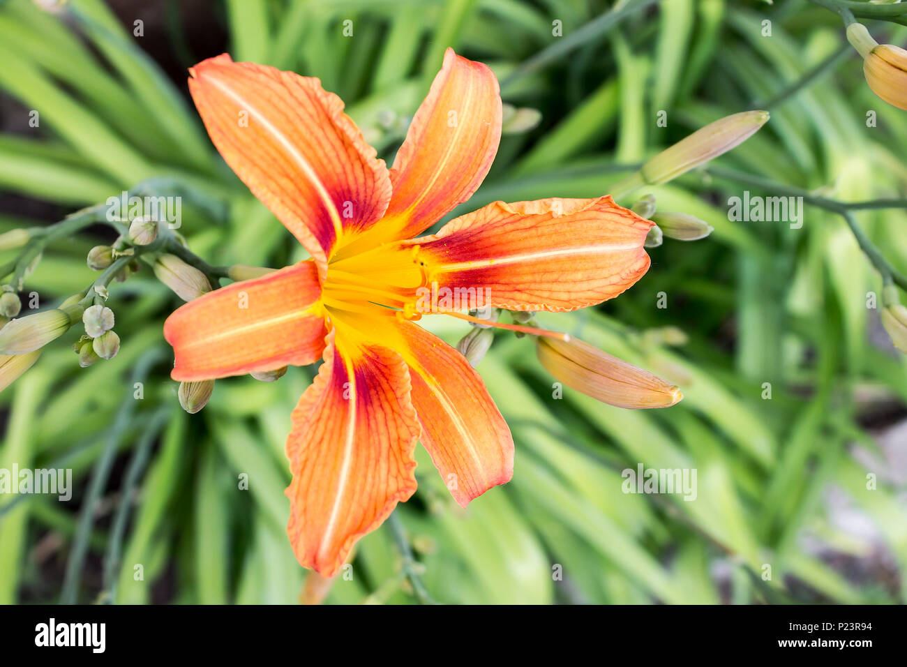 Photo of exotic flower of orange lilie on bright green tropical foliage nature background. Close-up view Stock Photo