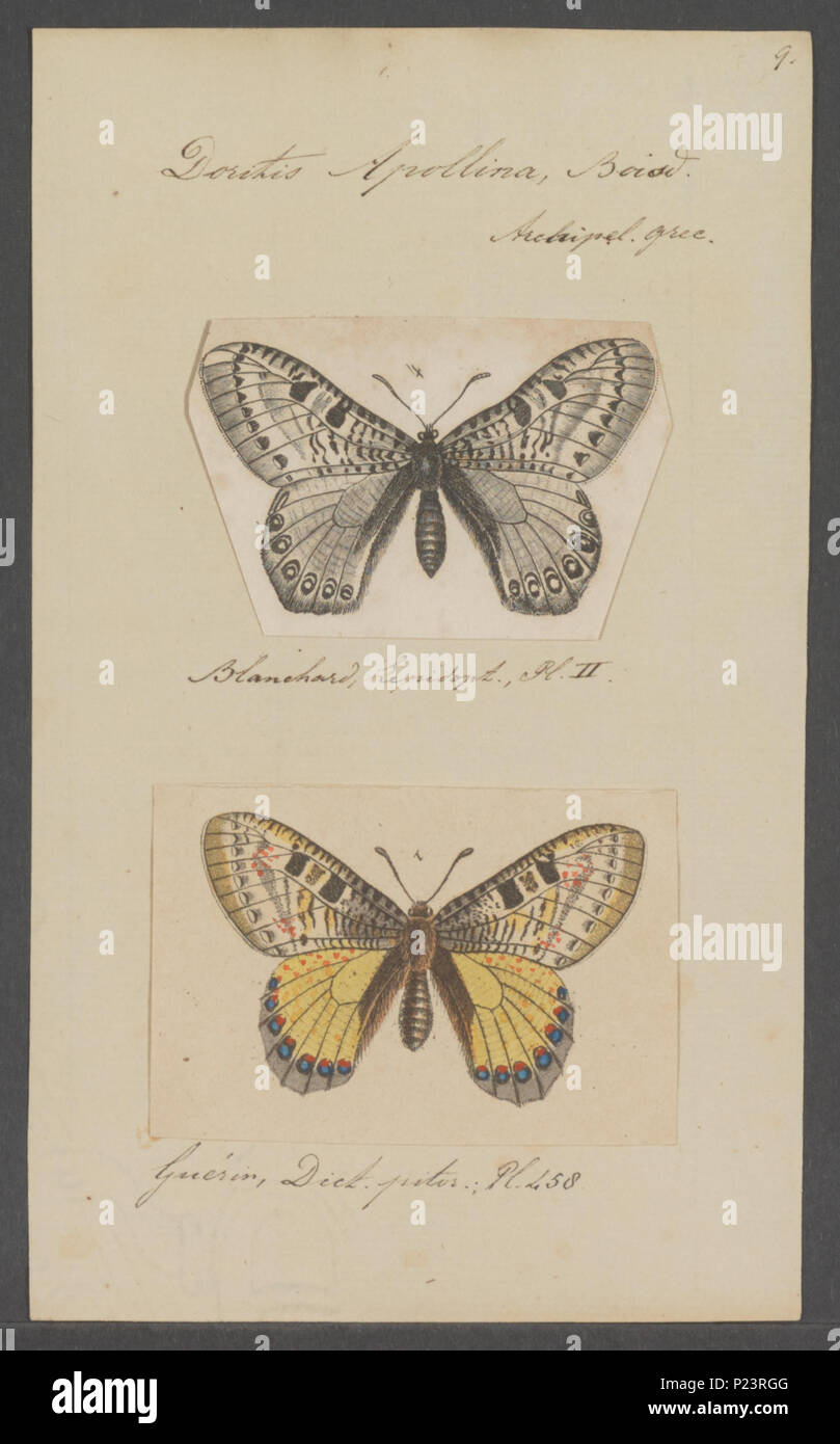 . Doritis  84 Doritis - Print - Iconographia Zoologica - Special Collections University of Amsterdam - UBAINV0274 053 01 0002 Stock Photo