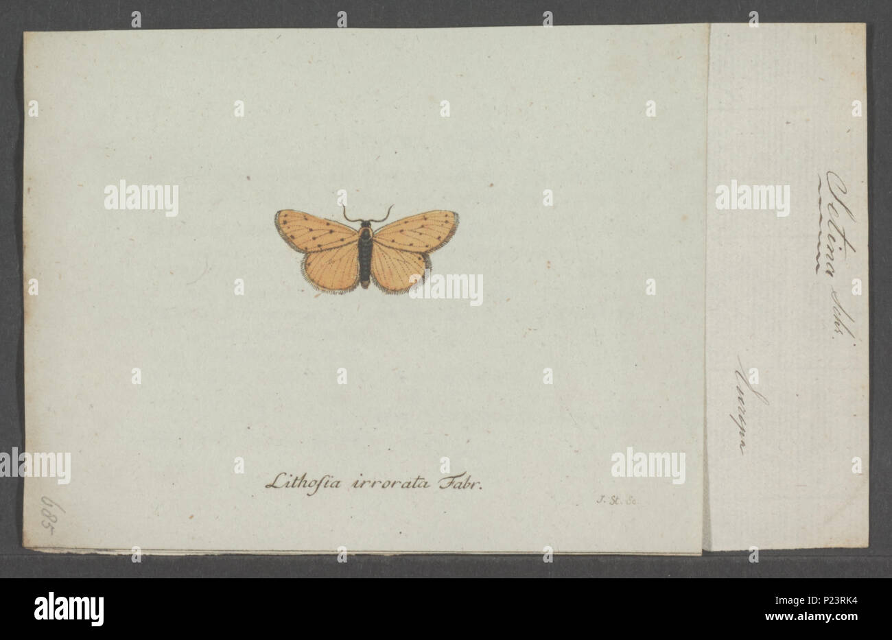 . Setina  288 Setina - Print - Iconographia Zoologica - Special Collections University of Amsterdam - UBAINV0274 055 03 0015 Stock Photo