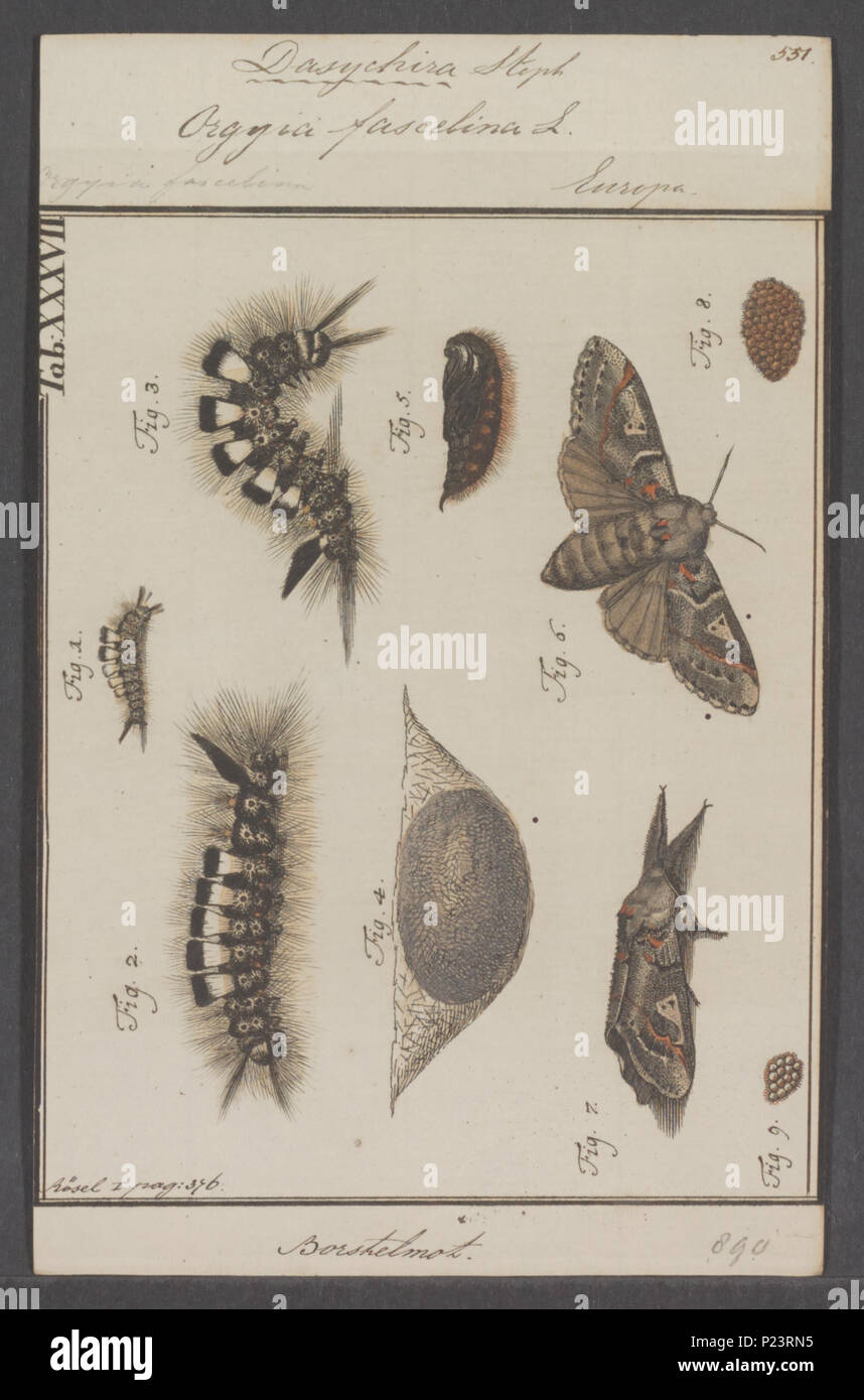 . Dasychira  75 Dasychira - Print - Iconographia Zoologica - Special Collections University of Amsterdam - UBAINV0274 056 03 0013 Stock Photo