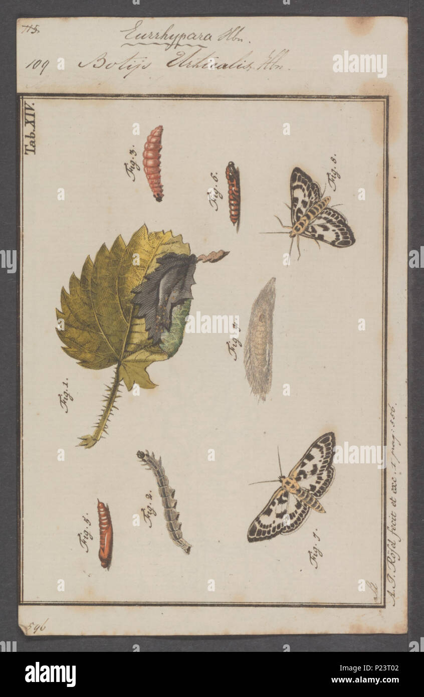 . Eurrhypara  121 Eurrhypara - Print - Iconographia Zoologica - Special Collections University of Amsterdam - UBAINV0274 058 02 0002 Stock Photo