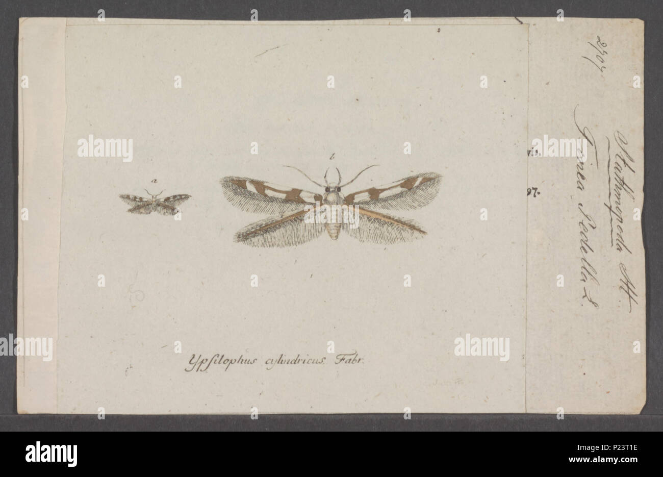 . Stathmopoda  296 Stathmopoda - Print - Iconographia Zoologica - Special Collections University of Amsterdam - UBAINV0274 058 15 0003 Stock Photo