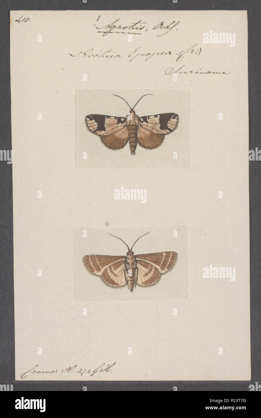 . Agrotis  10 Agrotis - Print - Iconographia Zoologica - Special Collections University of Amsterdam - UBAINV0274 060 03 0002 Stock Photo