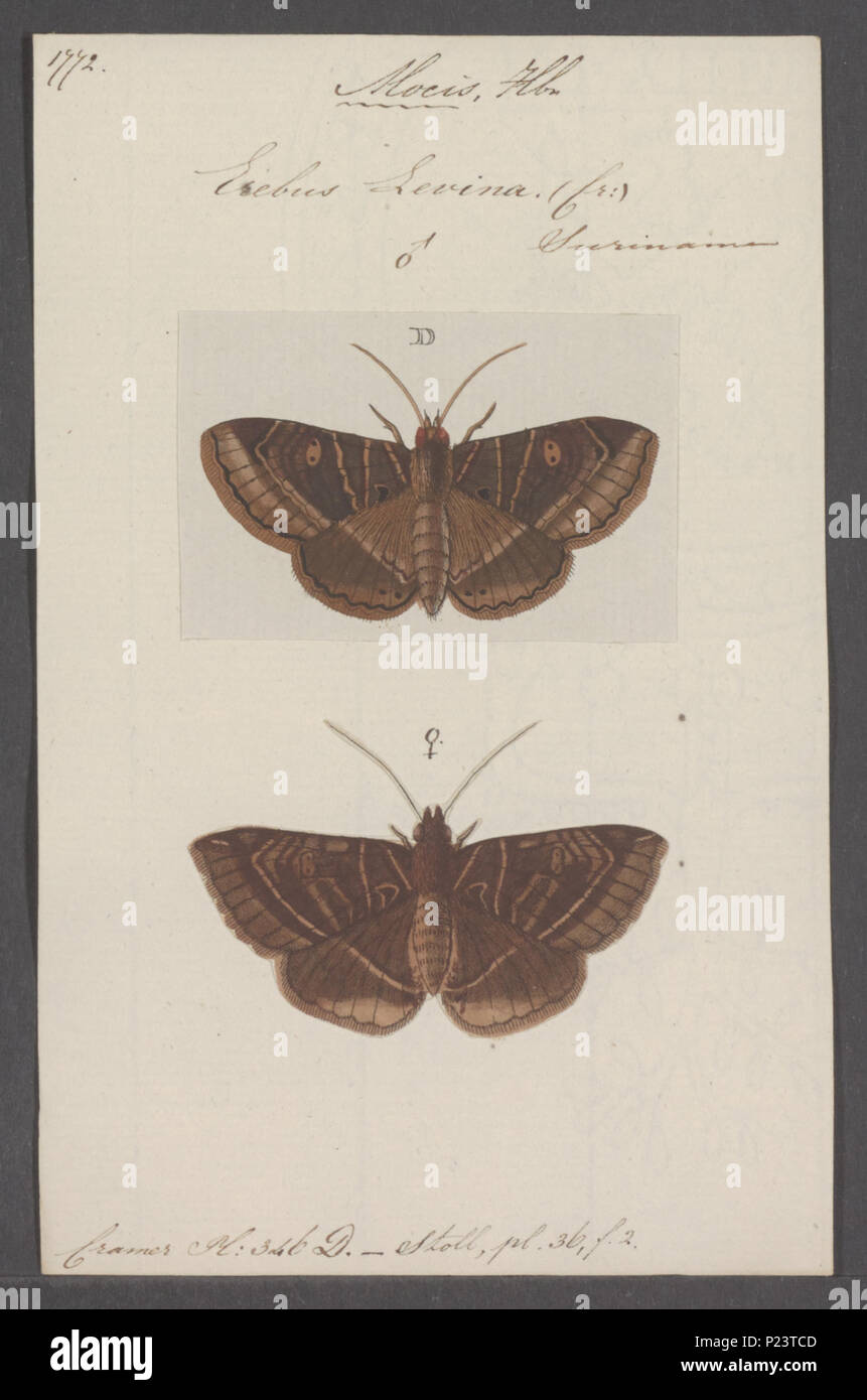 . Mocis  195 Mocis - Print - Iconographia Zoologica - Special Collections University of Amsterdam - UBAINV0274 060 17 0028 Stock Photo