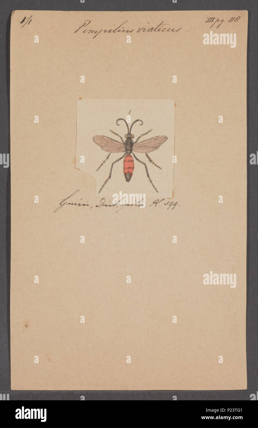 Arachnids morphology hi-res stock photography and images - Alamy