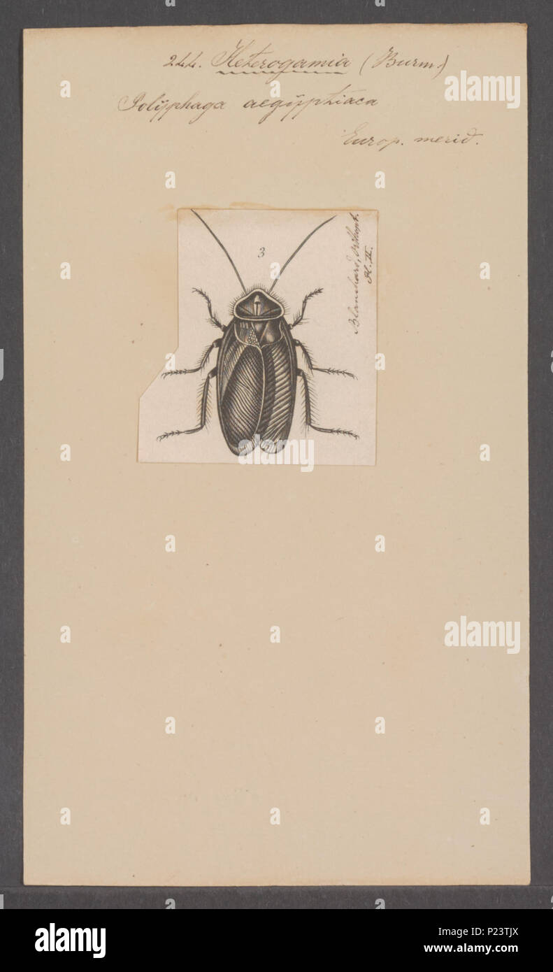 . Heterogamia 148 Heterogamia - Print - Iconographia Zoologica ...