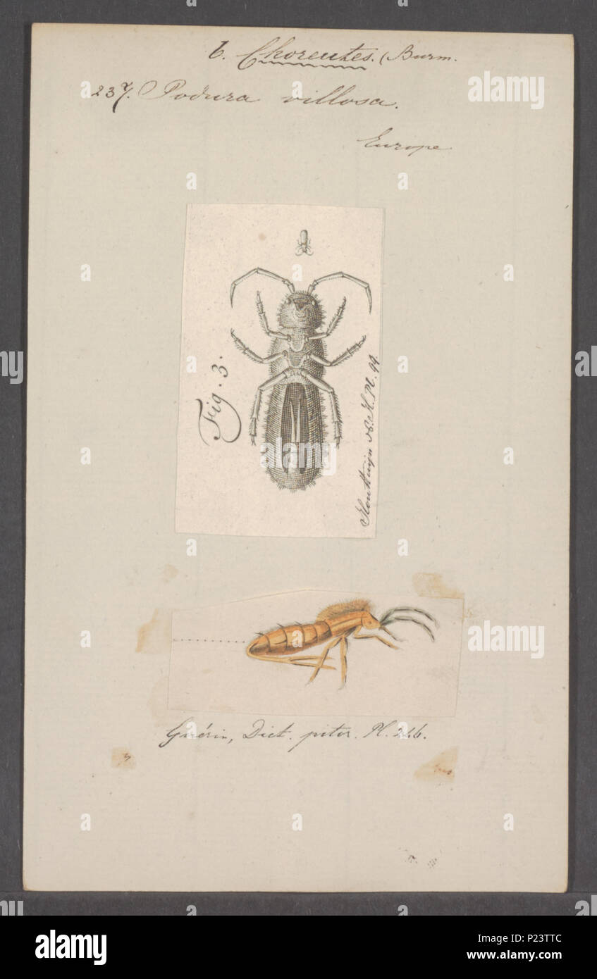 . Podura  229 Podura - Print - Iconographia Zoologica - Special Collections University of Amsterdam - UBAINV0274 067 05 0006 Stock Photo