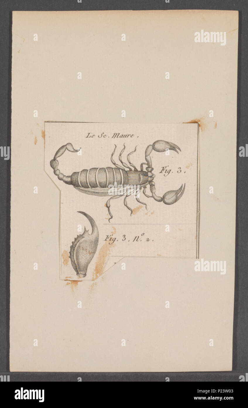 . Scorpius  286 Scorpius - Print - Iconographia Zoologica - Special Collections University of Amsterdam - UBAINV0274 069 02 0002 Stock Photo