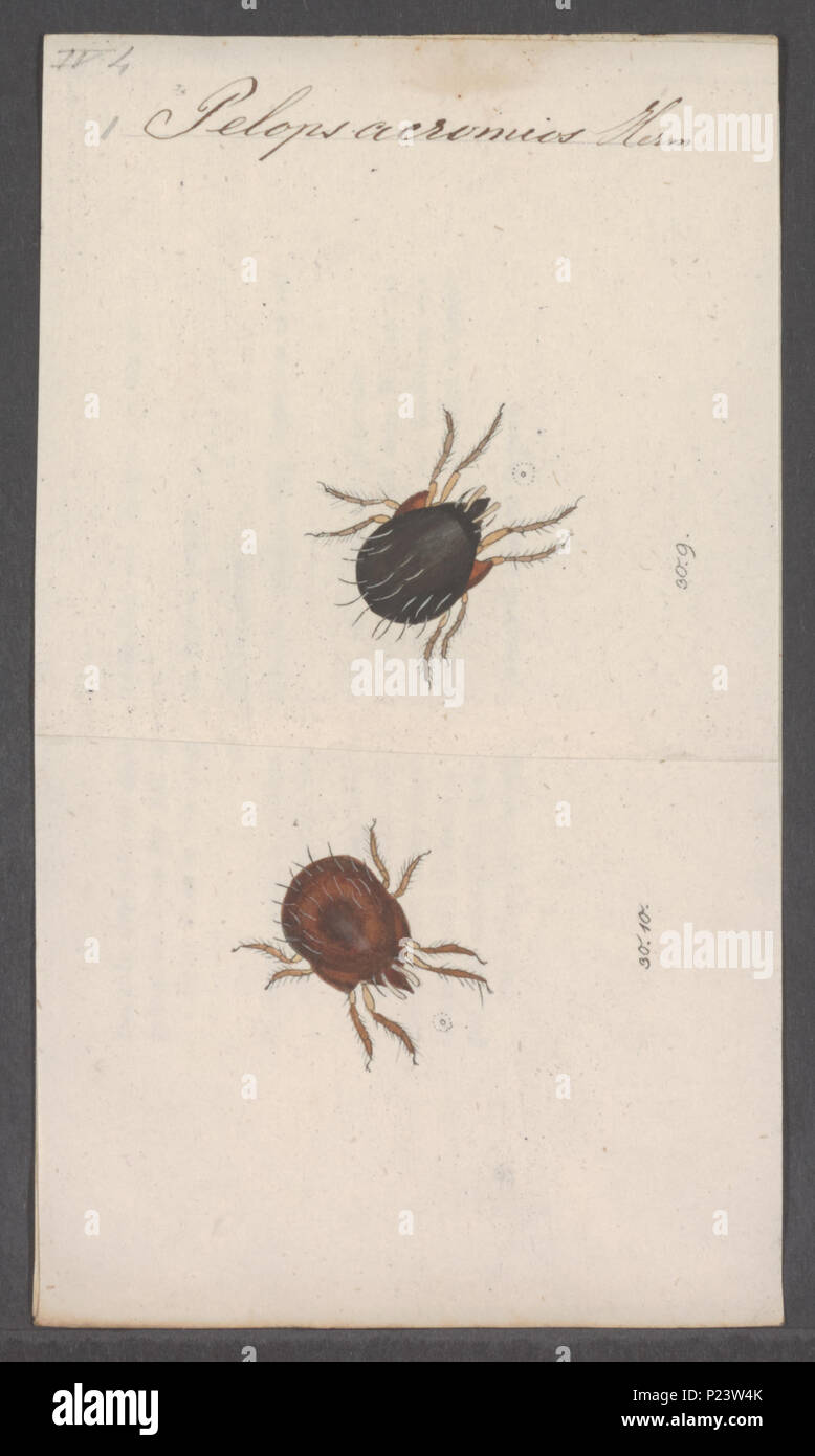. Pelops 220 Pelops - Print - Iconographia Zoologica - Special ...