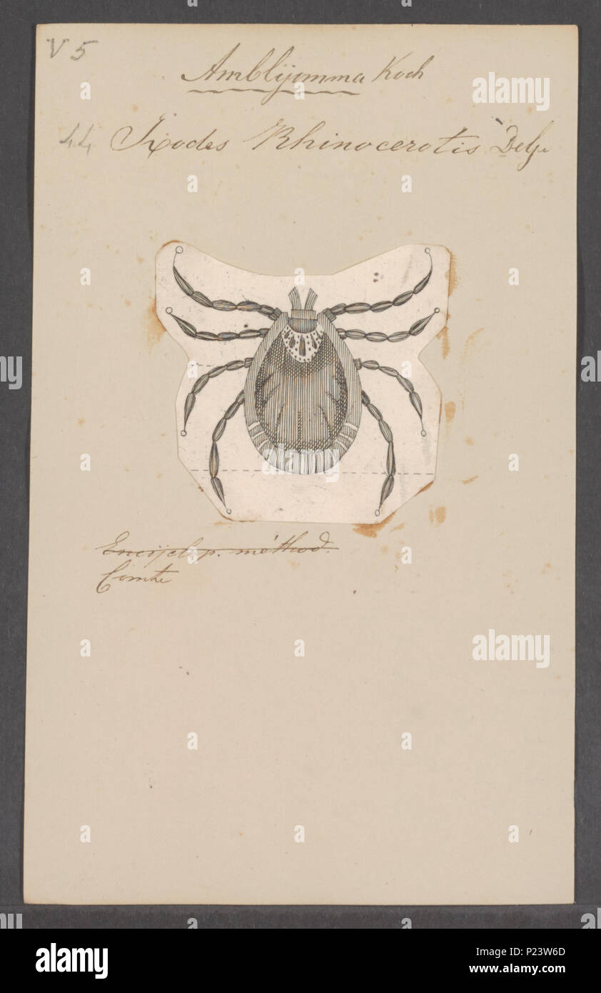 . Amblyomma  15 Amblyomma - Print - Iconographia Zoologica - Special Collections University of Amsterdam - UBAINV0274 073 02 0007 Stock Photo