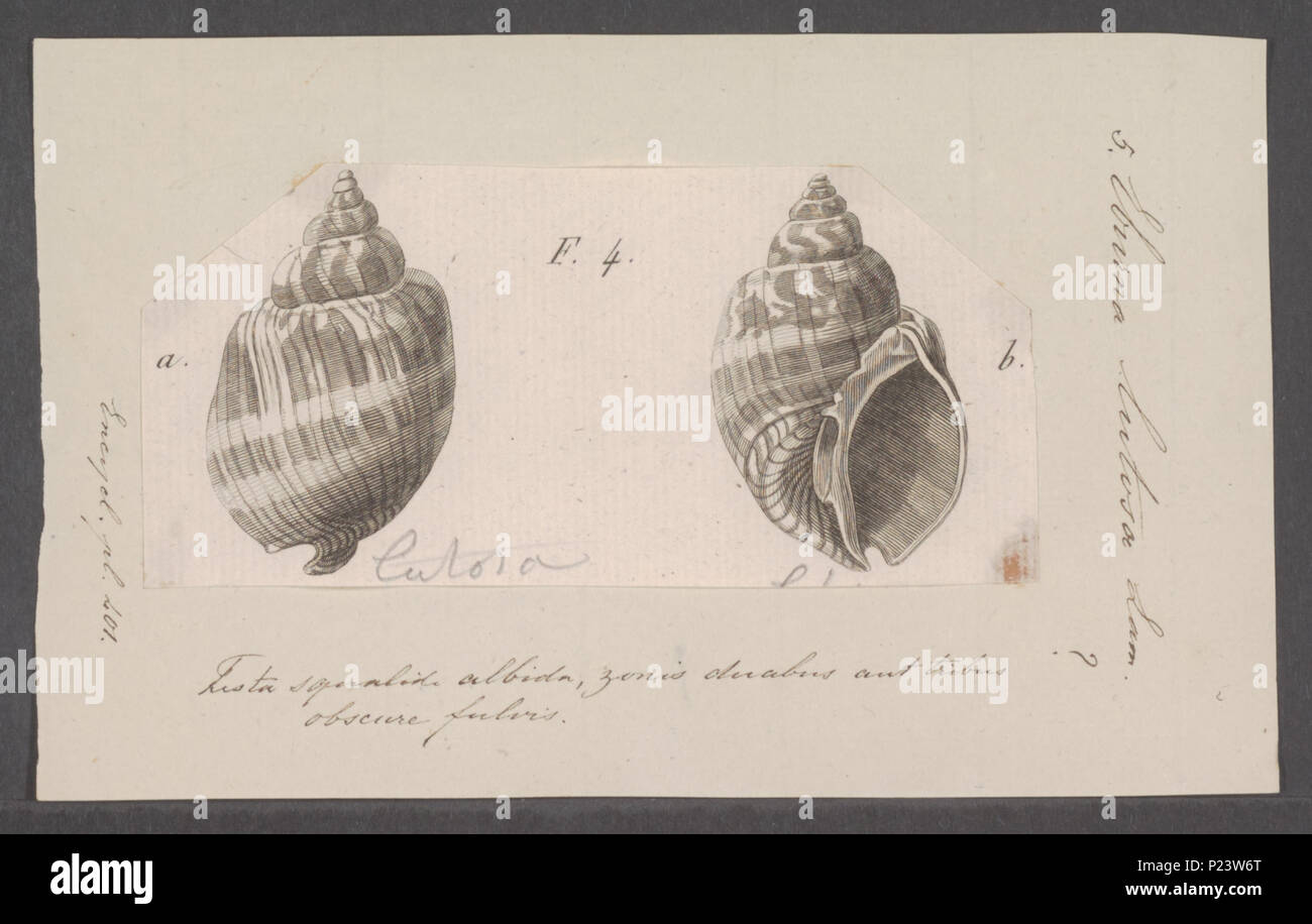 . Eburna lutosa  113 Eburna lutosa - - Print - Iconographia Zoologica - Special Collections University of Amsterdam - UBAINV0274 074 01 0005 Stock Photo