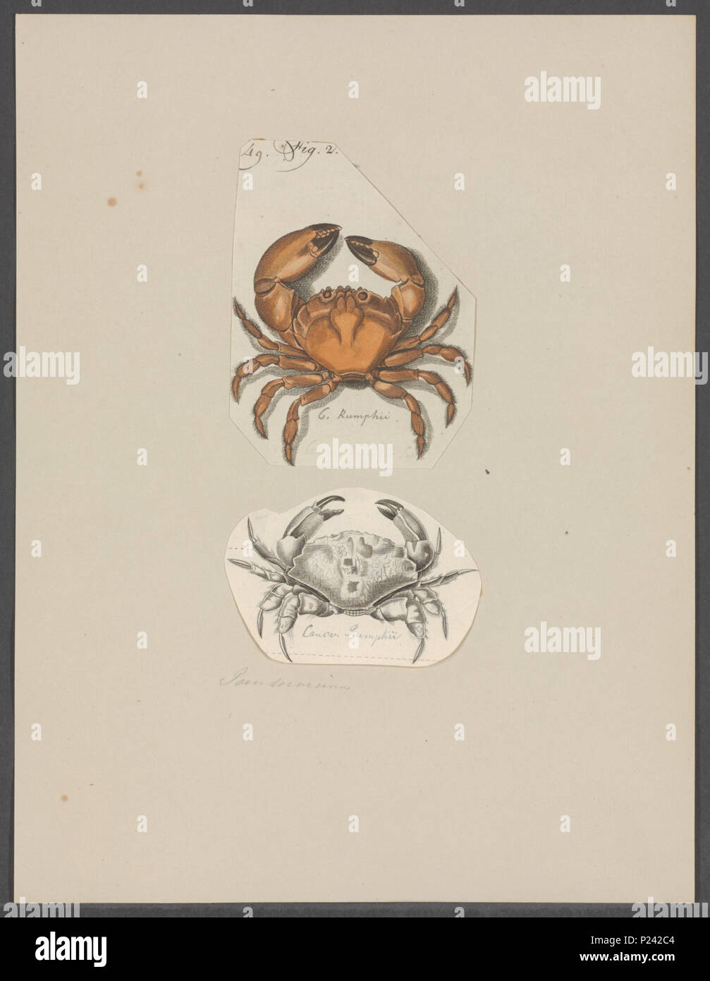 . Menippe rumphii syn. Cancer rumphii  49 Cancer rumphii - - Print - Iconographia Zoologica - Special Collections University of Amsterdam - UBAINV0274 094 14 0050 Stock Photo