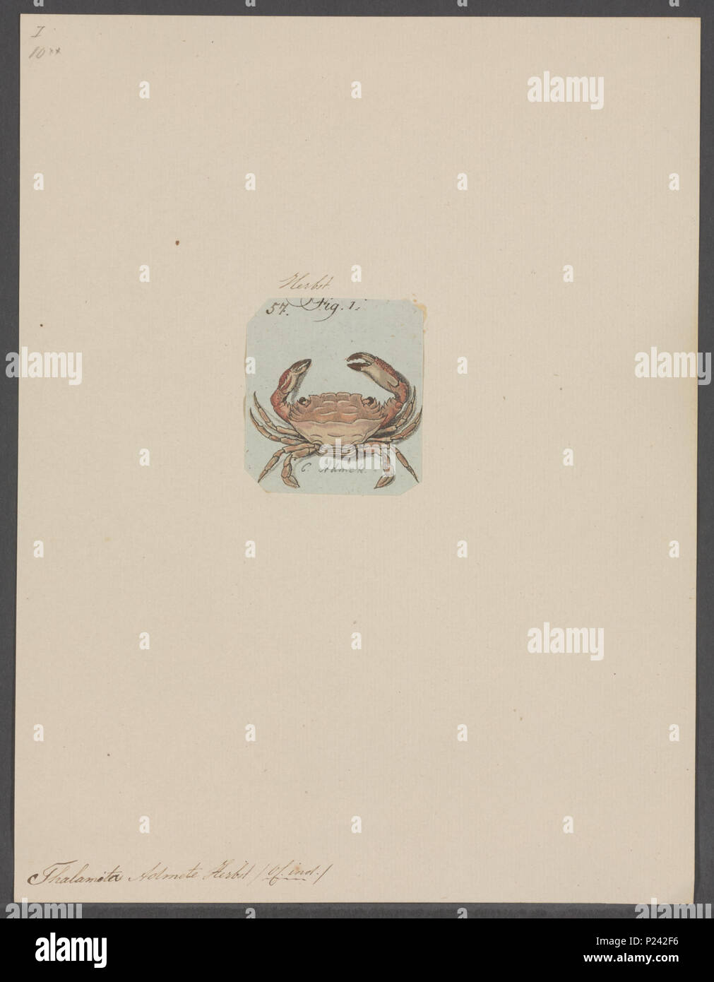 . Thalamita admete  304 Thalamita admete - - Print - Iconographia Zoologica - Special Collections University of Amsterdam - UBAINV0274 094 21 0011 Stock Photo