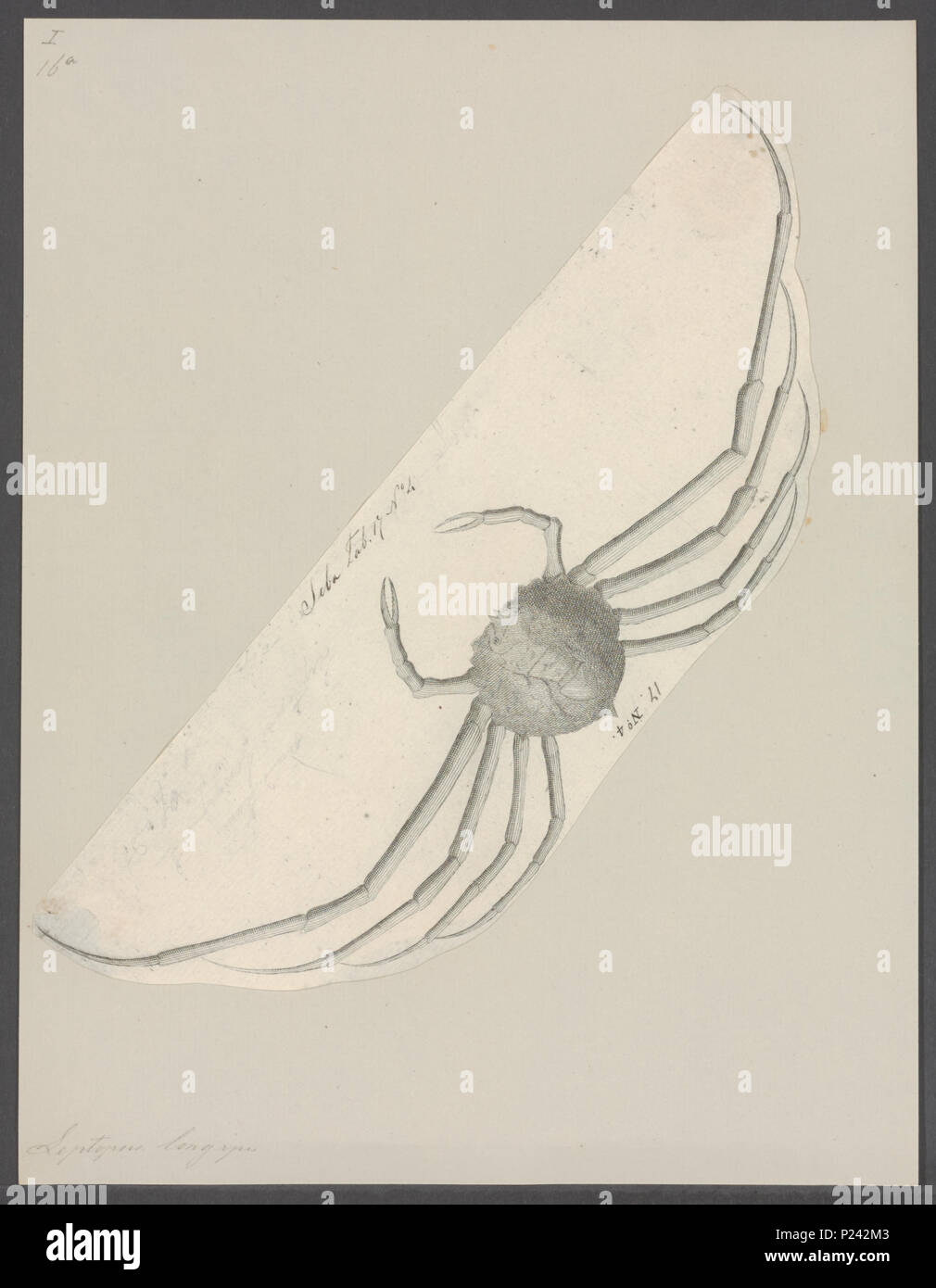 . Leptopus longipes  174 Leptopus longipes - - Print - Iconographia Zoologica - Special Collections University of Amsterdam - UBAINV0274 095 15 0004 Stock Photo