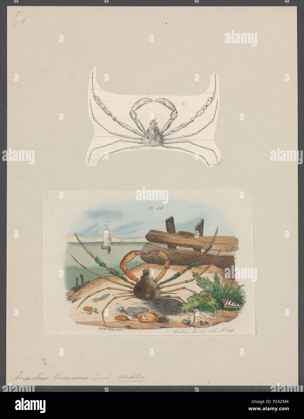 . Inachus thoracicus 155 Inachus thoracicus - - Print - Iconographia ...
