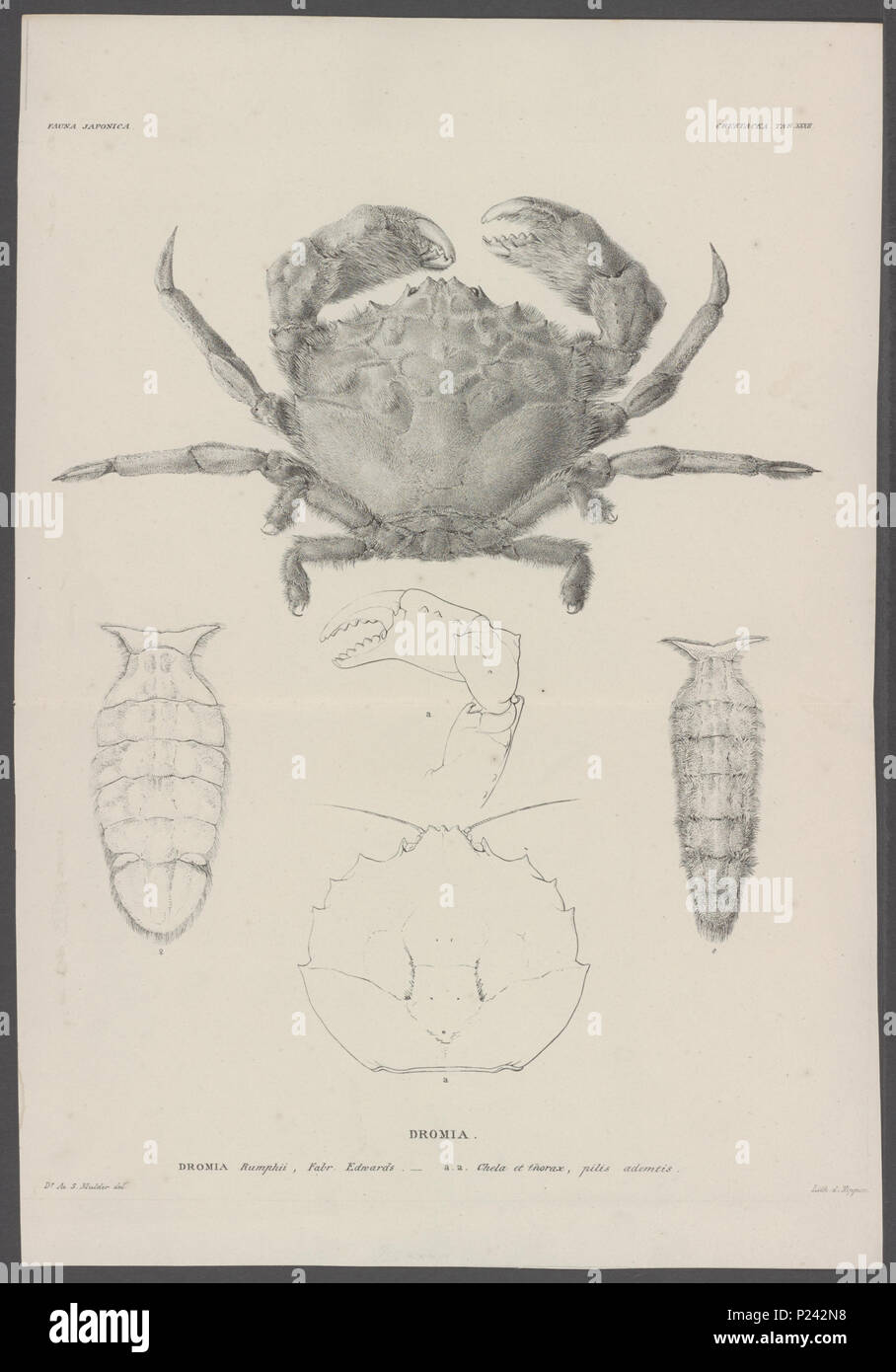 112 Dromia rumphii - - Print - Iconographia Zoologica - Special Collections University of Amsterdam - UBAINV0274 095 22 0003 Stock Photo