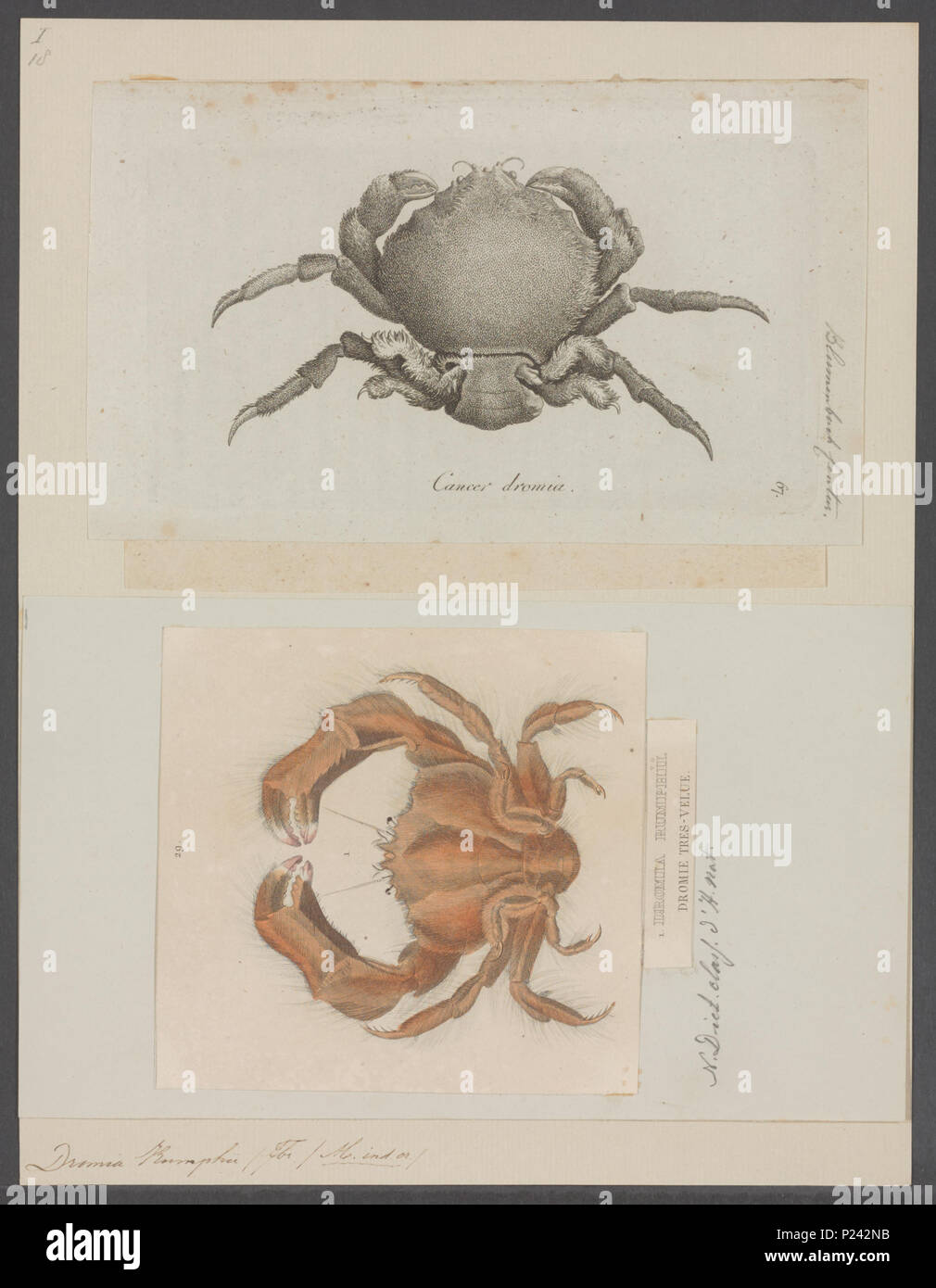 . Dromia rumphii  112 Dromia rumphii - - Print - Iconographia Zoologica - Special Collections University of Amsterdam - UBAINV0274 095 22 0005 Stock Photo