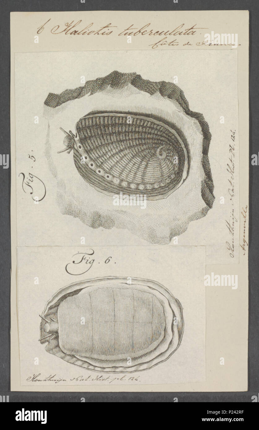 . Haliotis tuberculata  144 Haliotis tuberculata - - Print - Iconographia Zoologica - Special Collections University of Amsterdam - UBAINV0274 081 14 0006 Stock Photo