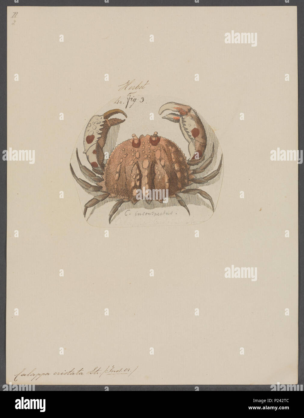 . Calappa cristata  46 Calappa cristata - - Print - Iconographia Zoologica - Special Collections University of Amsterdam - UBAINV0274 096 02 0008 Stock Photo
