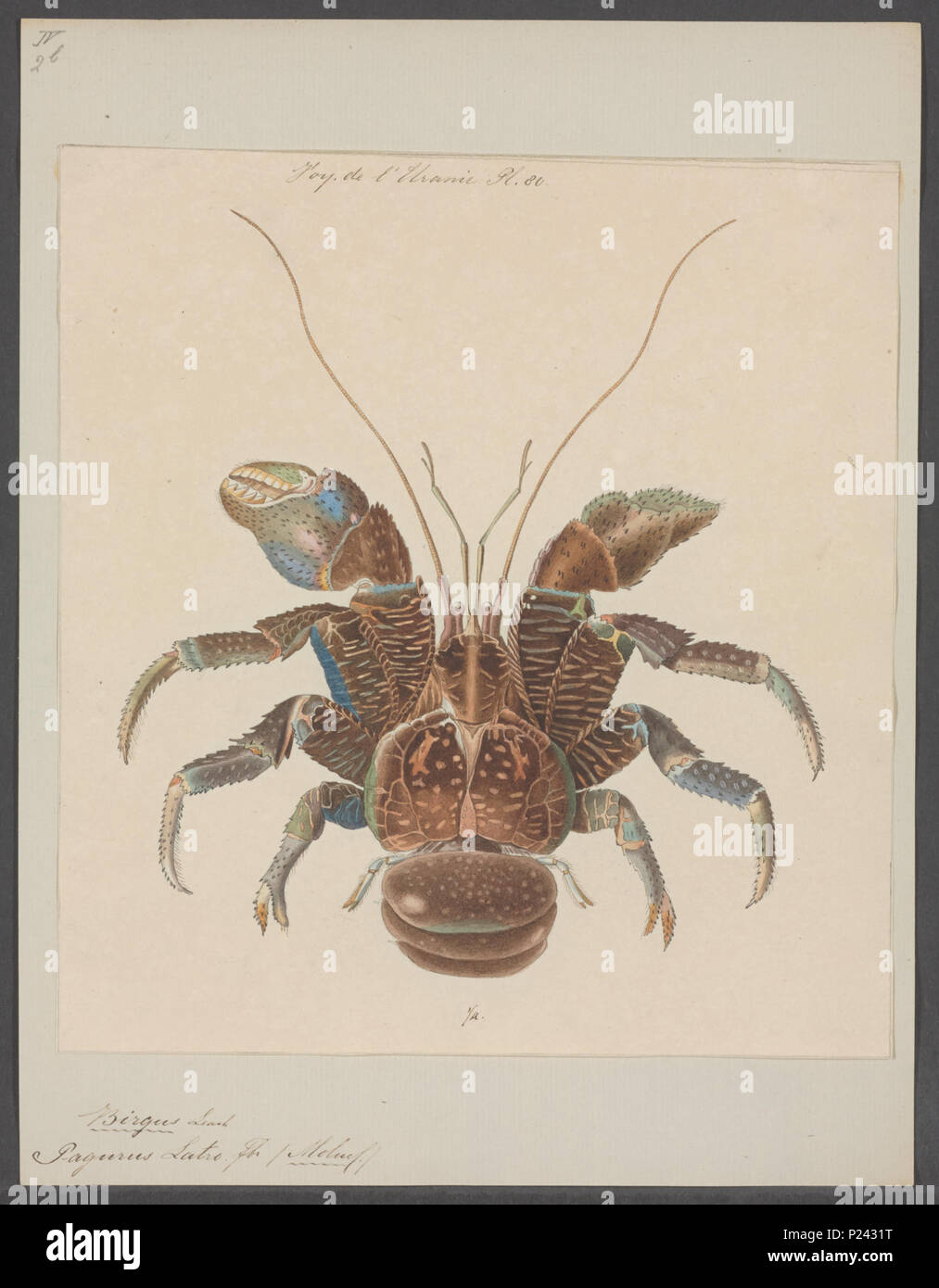 . Birgus latro  31 Birgus latro - - Print - Iconographia Zoologica - Special Collections University of Amsterdam - UBAINV0274 096 11 0033 Stock Photo