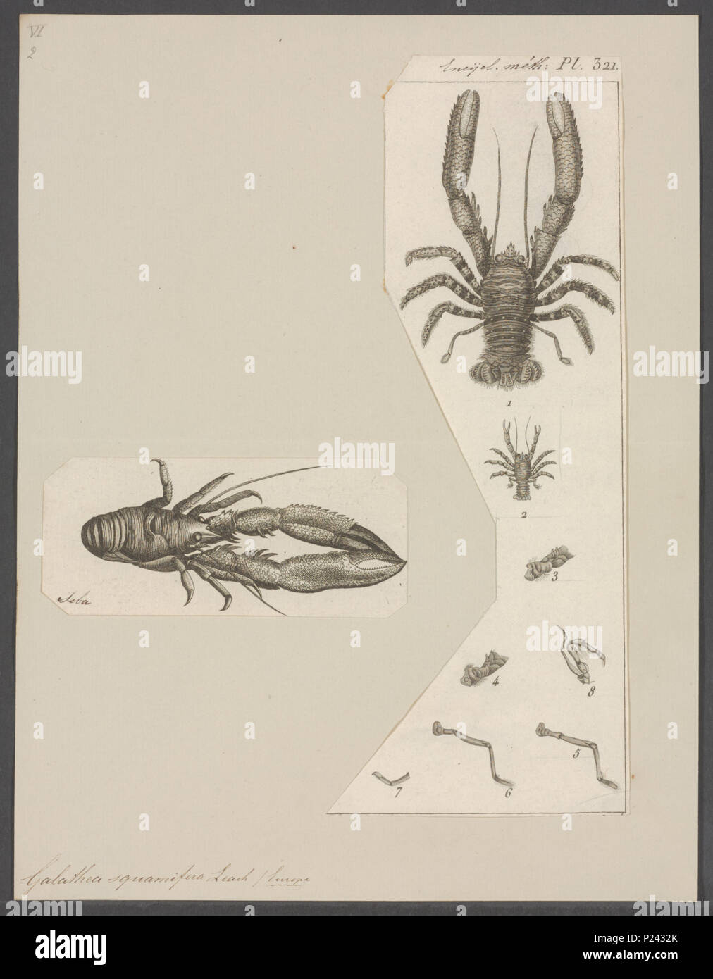 . Galathea squamifera  130 Galathea squamifera - - Print - Iconographia Zoologica - Special Collections University of Amsterdam - UBAINV0274 096 14 0008 Stock Photo